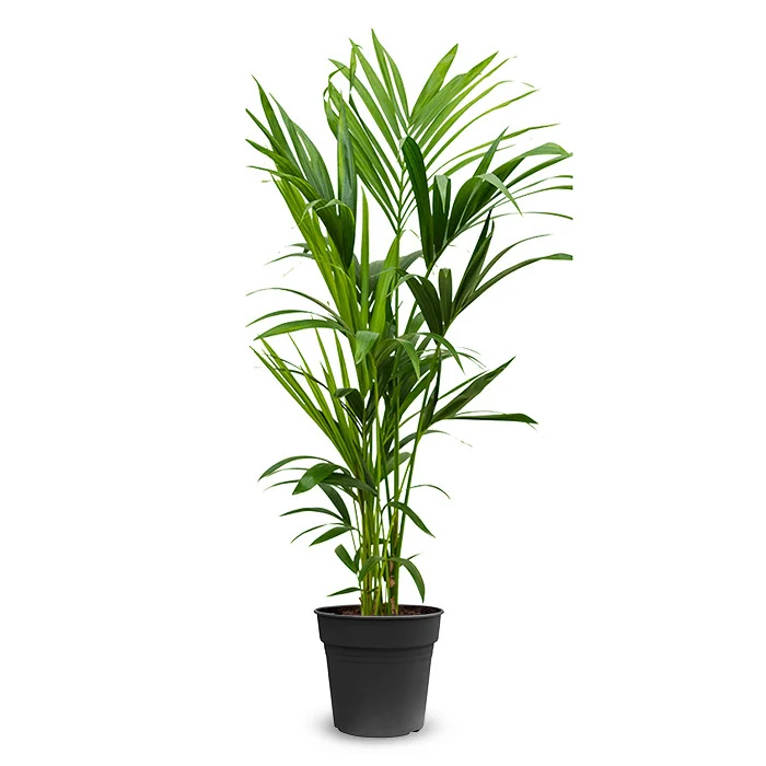 Kentia / Areca Palme Echtpflanze